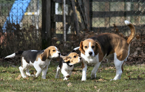 Beagles in Steinhagen auf dem Hundeplatz Westfahlen Lippe
